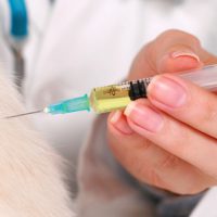 Dog and Cat Vaccinations
